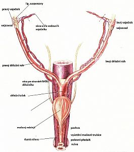 Anatomie pohlavního aparátu feny a kočky