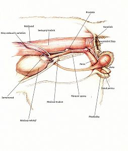 Anatomie pohlavního ústrojí kocoura