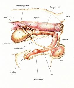 Anatomie pohlavního ústrojí psa