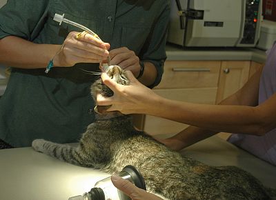 Kočka je zaintubována (zavedení trubičky do dýchacích cest), dále se oholí, zarouškuje a dezinfikuje operační pole.