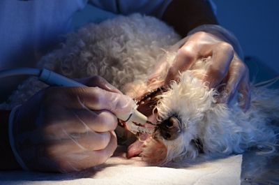 Odstraňování zubního kamene u psa