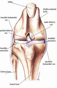 Ruptura předního zkříženého vazu (LCC)