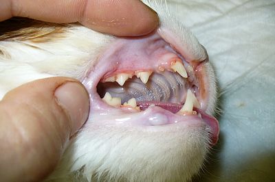 Ta samá kočka po odstranění zubního kamene