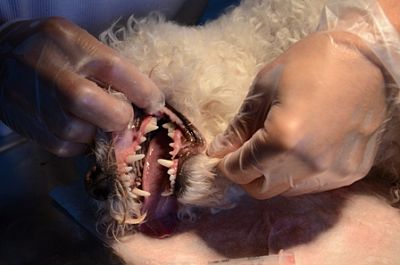 Zuby po odstranění zubního kamene